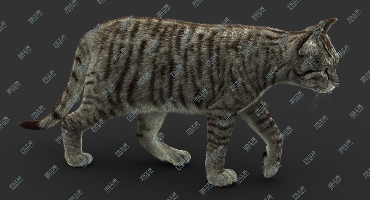 images/goods_img/202104092/3D Cat (2) (Mackerel Tabby) (FUR) model/2.jpg